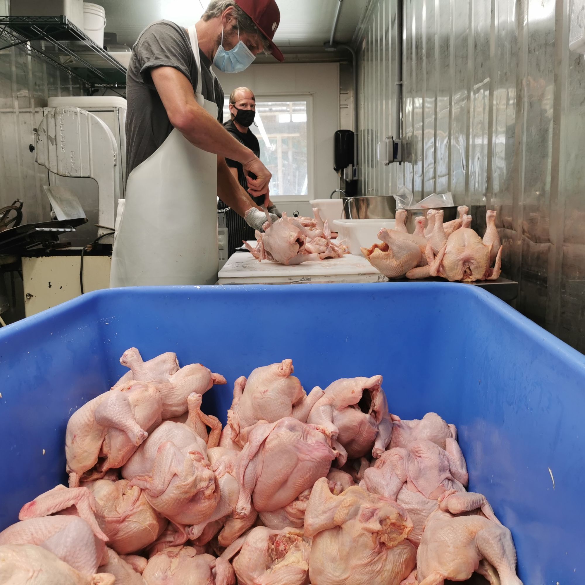 Join the butchering team at our On-Farm Poultry Abattoir
