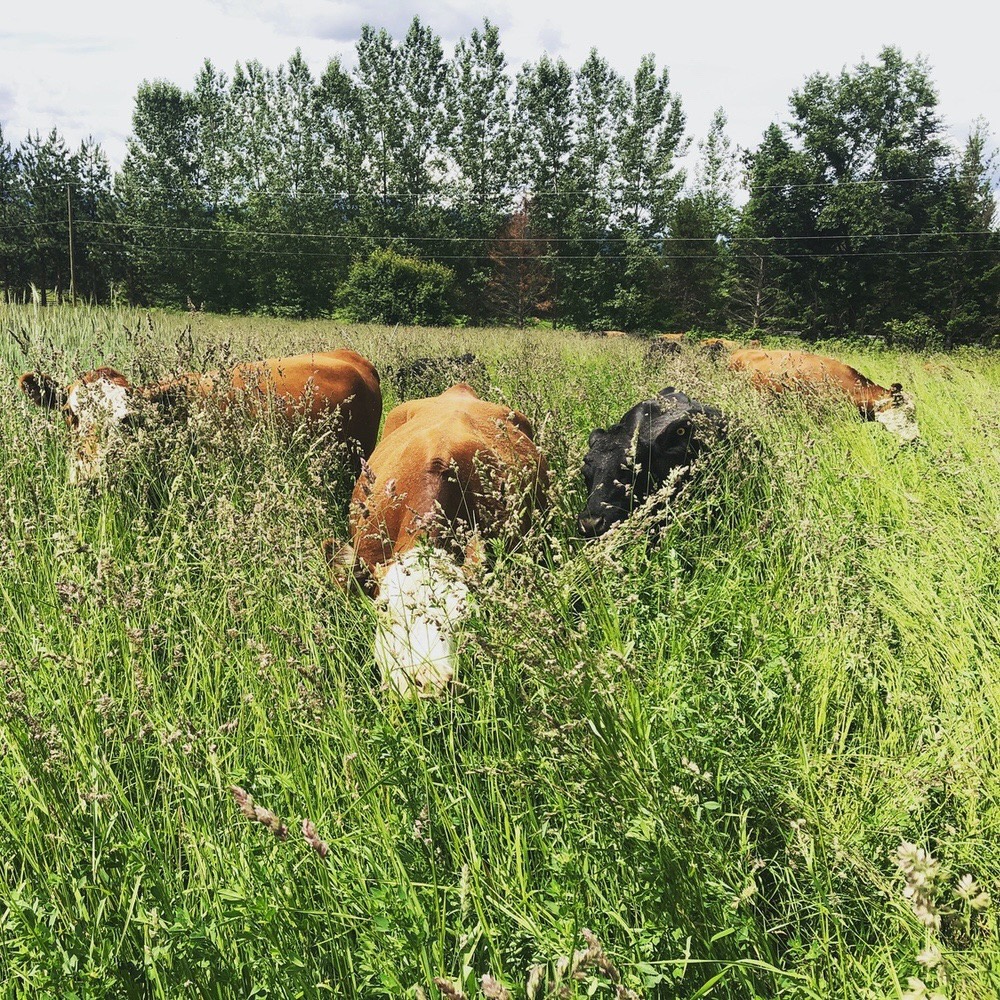 Hiring Summer Farm Hands