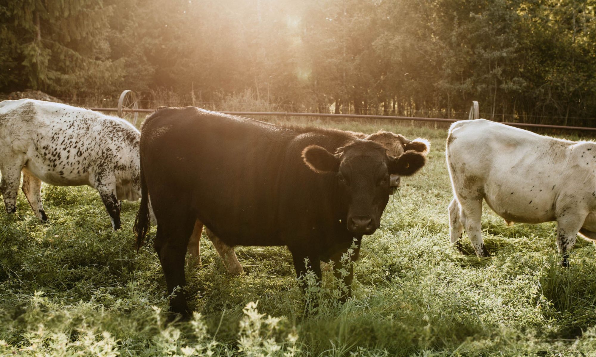 Grass-fed vs grain-fed beef explained