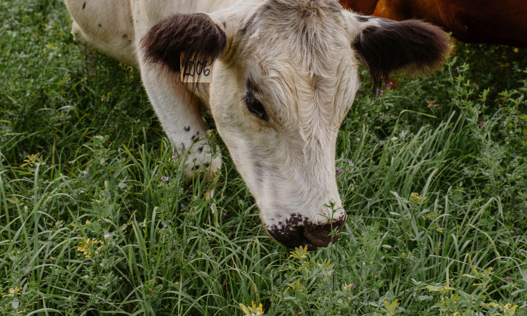 Cow eating grass Fresh Valley Farms - Certified Organic Farm in the Okanagan Shuswap BC