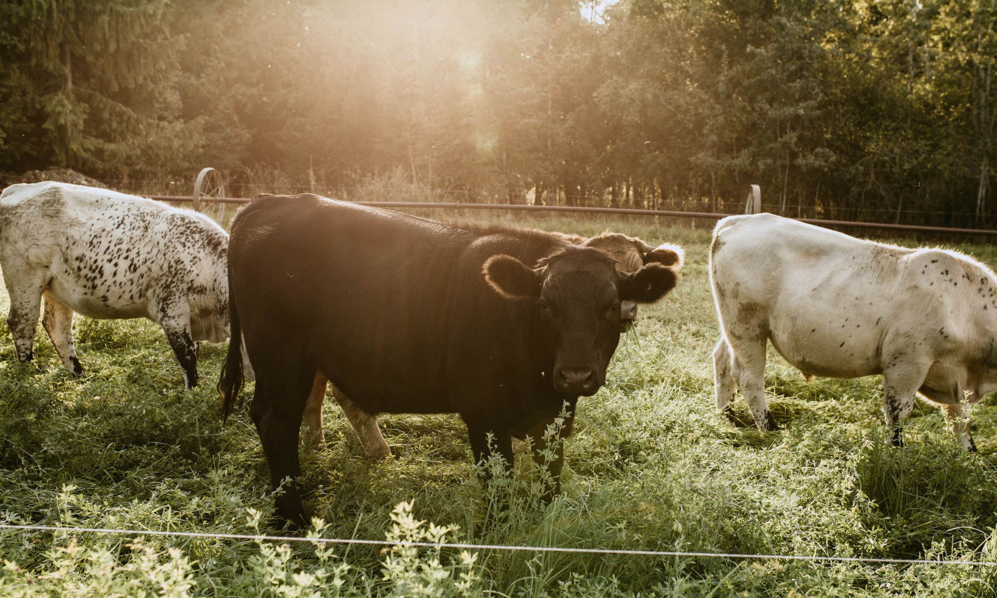 Cows on Pasture at Fresh Valley Farms