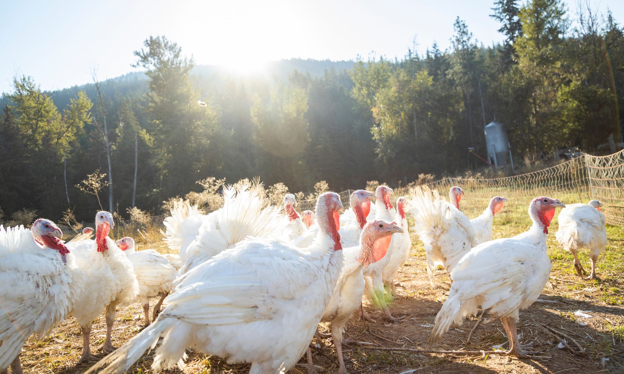 Fresh Valley Farms - Certified Organic Turkey in the Okanagan Shuswap BC
