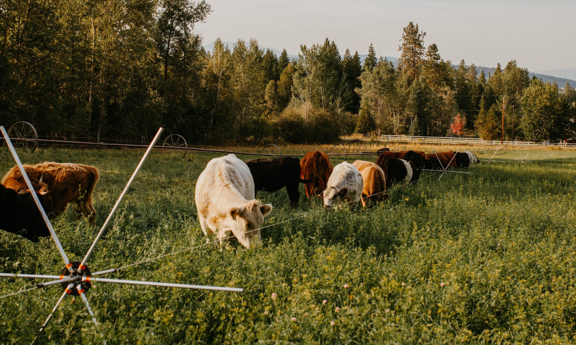 Fresh Valley Farms - Grass Fed Organic Beef on Pasture - Certified Organic Farm in the Okanagan Shuswap BC
