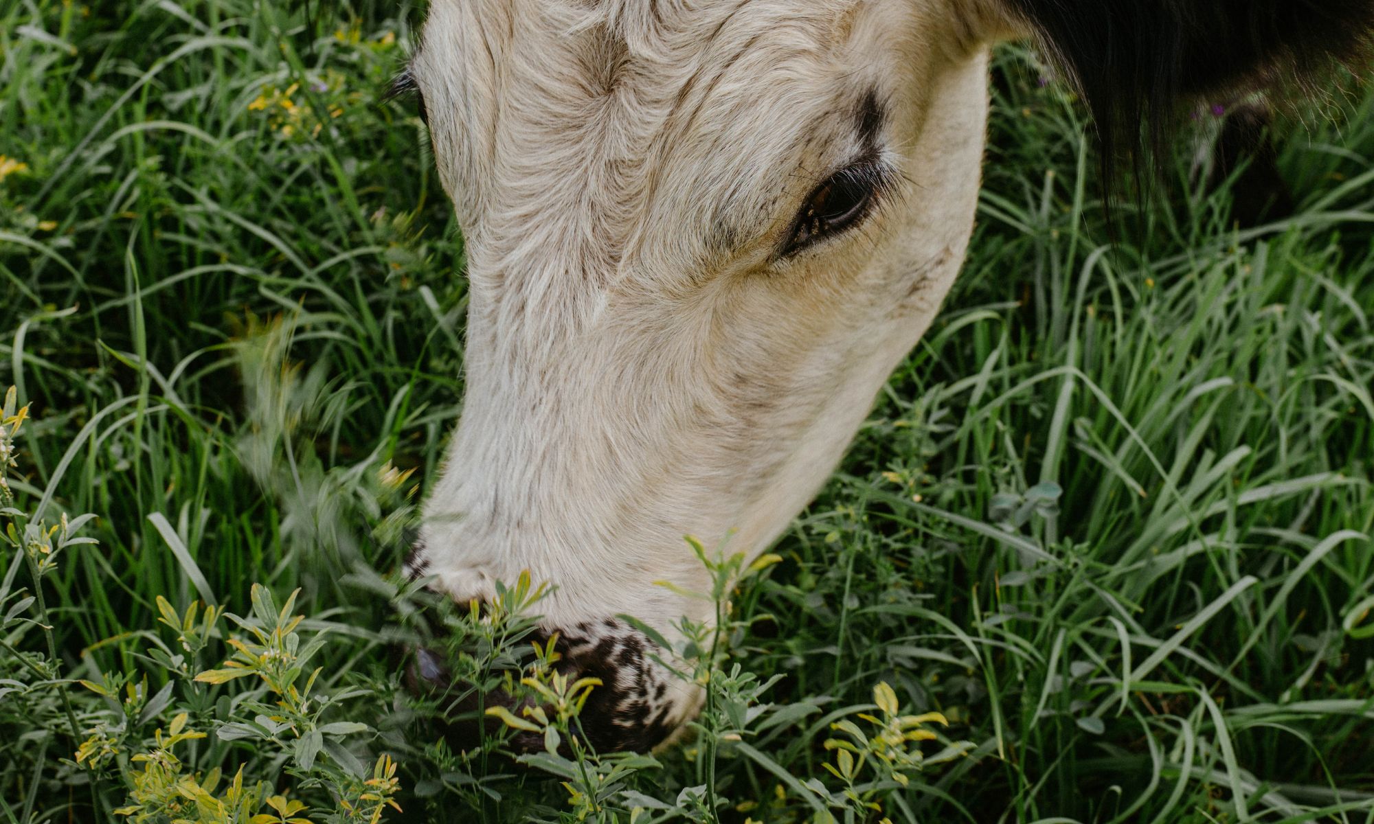 What makes regenerative farms different