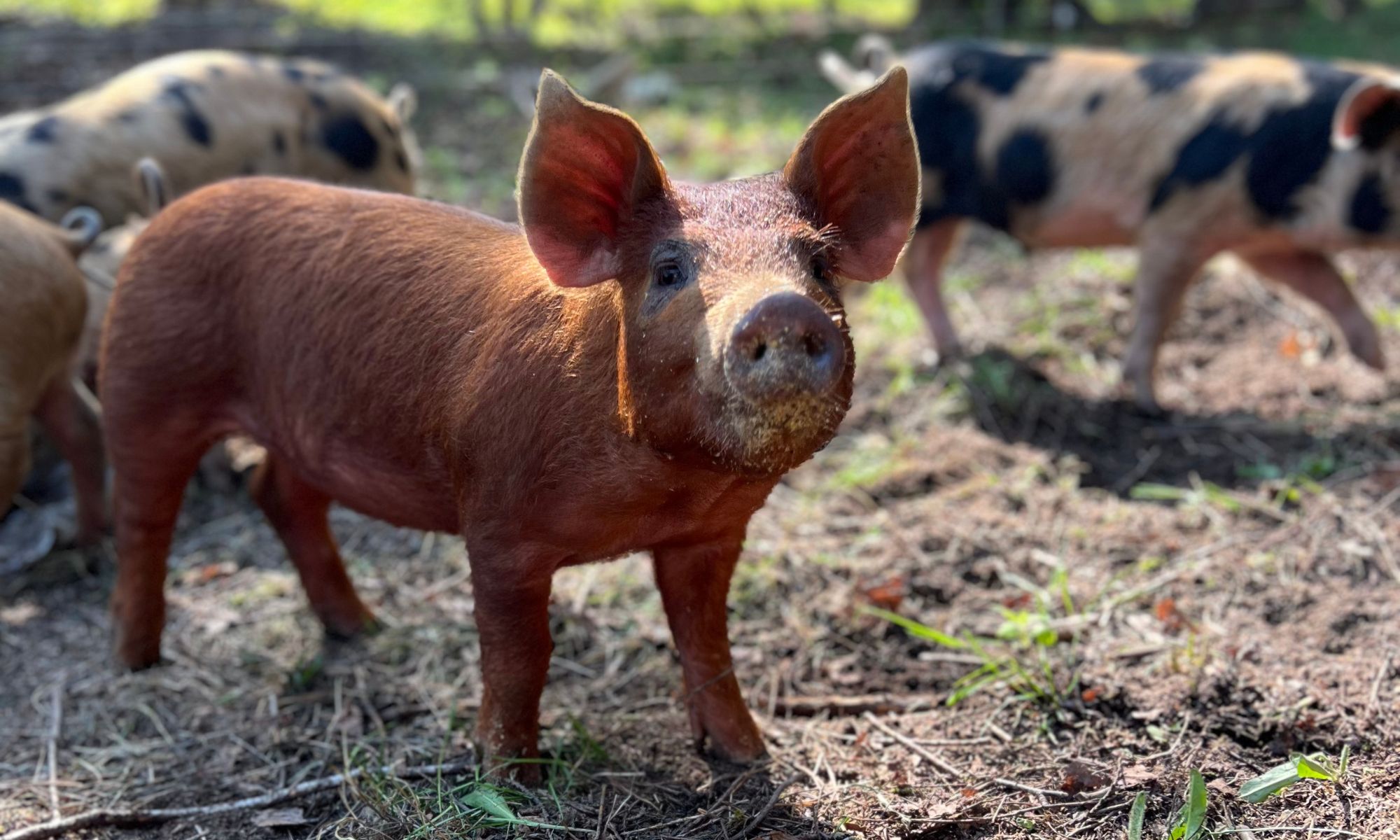 Happy piglet in the shade - fresh valley farms organic meat