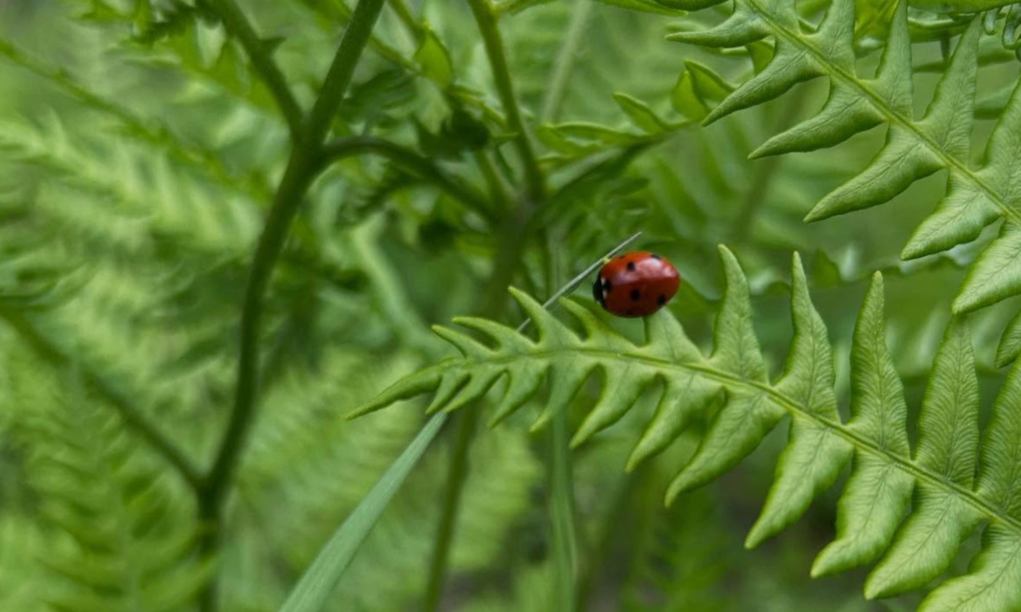 Ladybug on fern at Fresh Valley Farms