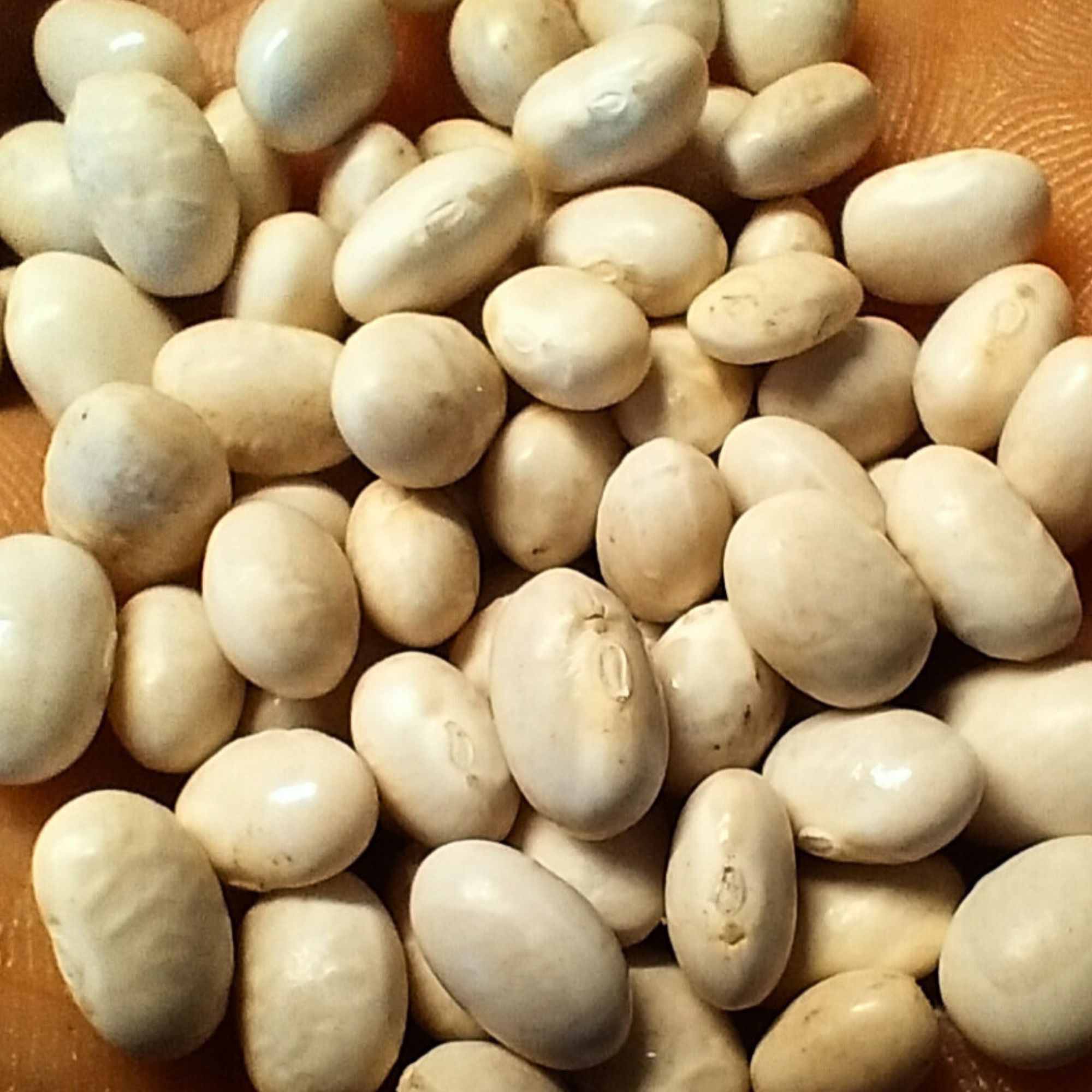 Organic Purgatory Beans - Italian Heirloom - Unearthed Organics - Okanagan BC
