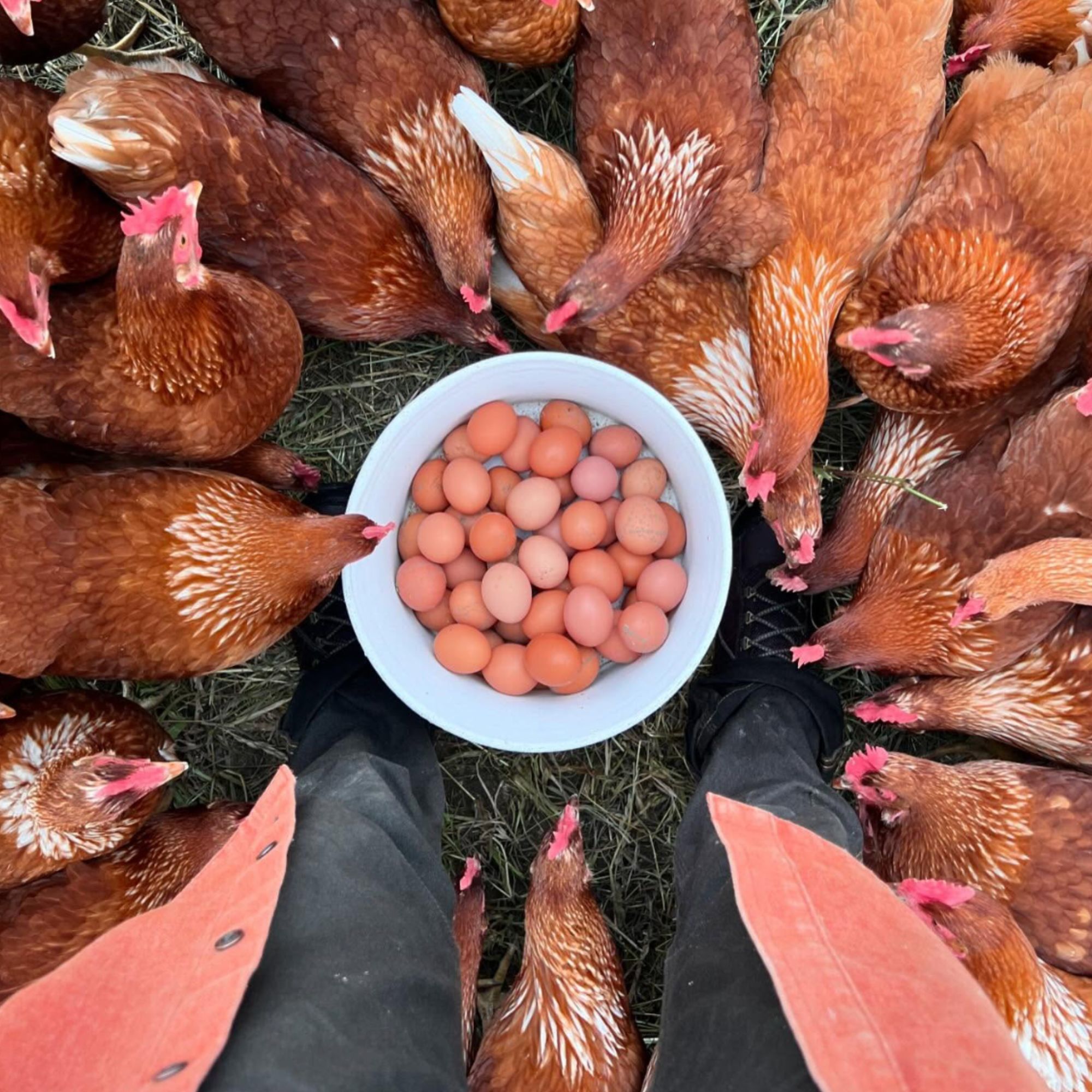 Lots of eggs on the farm right now