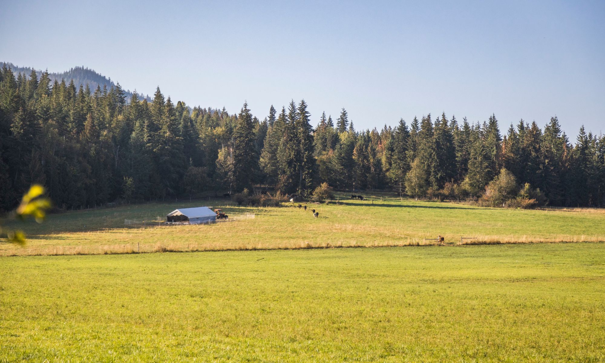 Pasture at Fresh Valley organic farm in Spallumcheen - Meggait