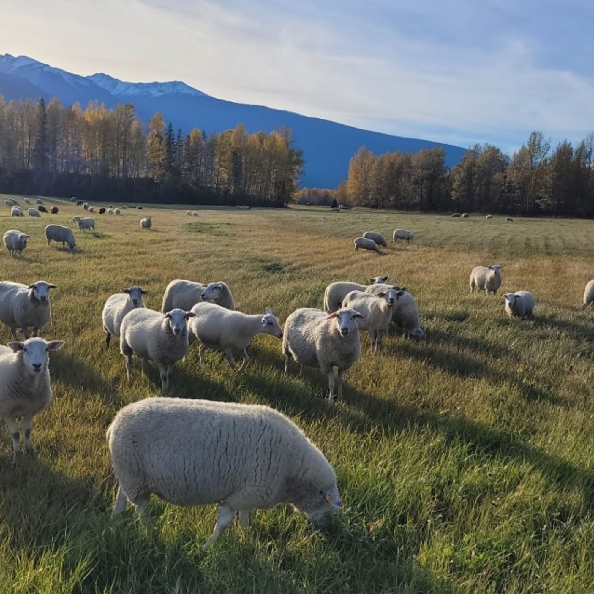 Robson Valley Sheep Co - partner farm