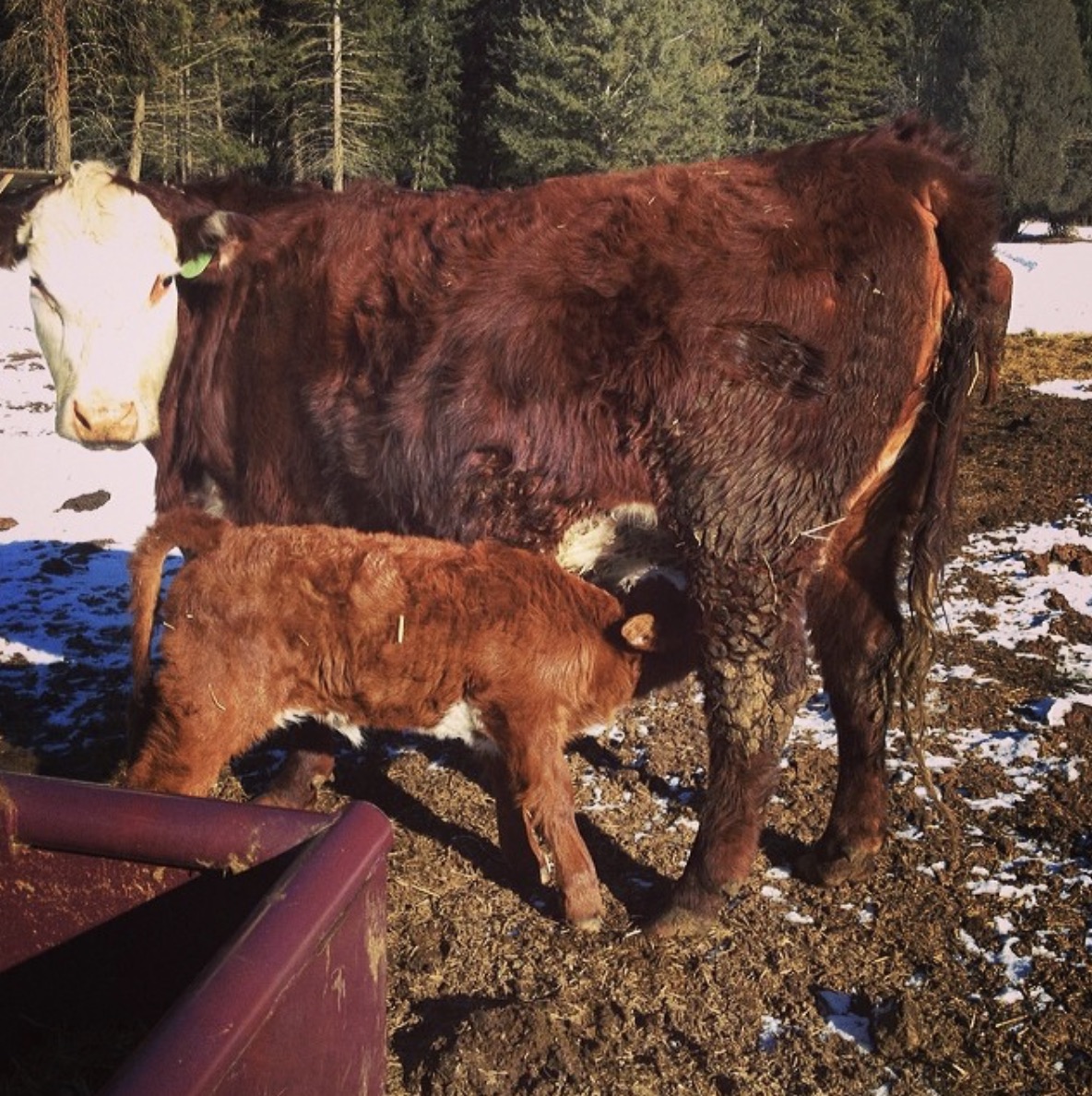 Baby calf on the farm