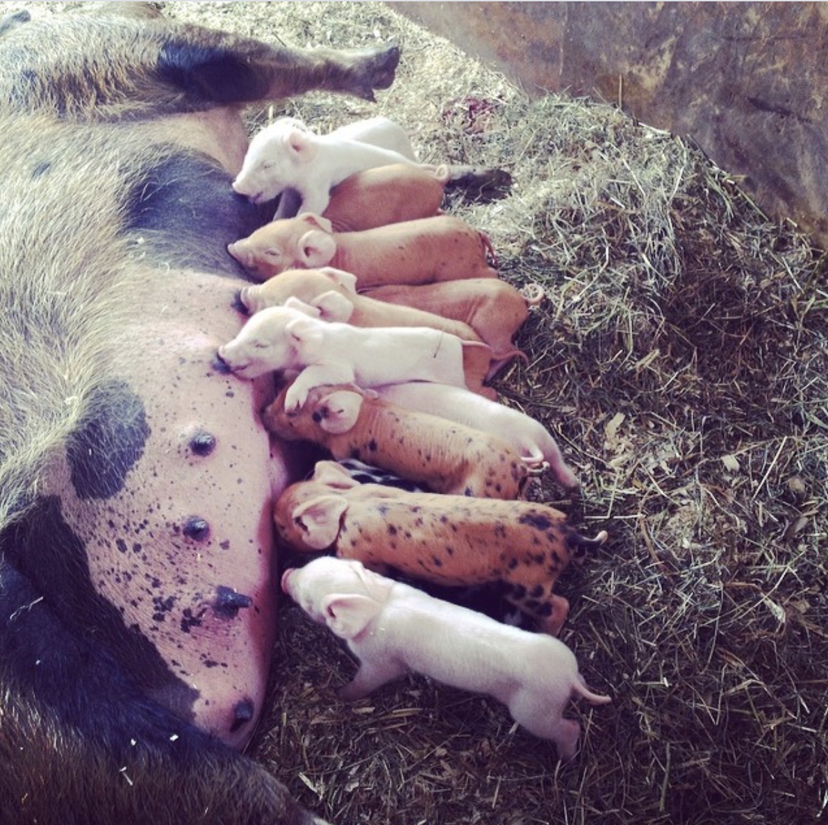 Baby piglets on the farm
