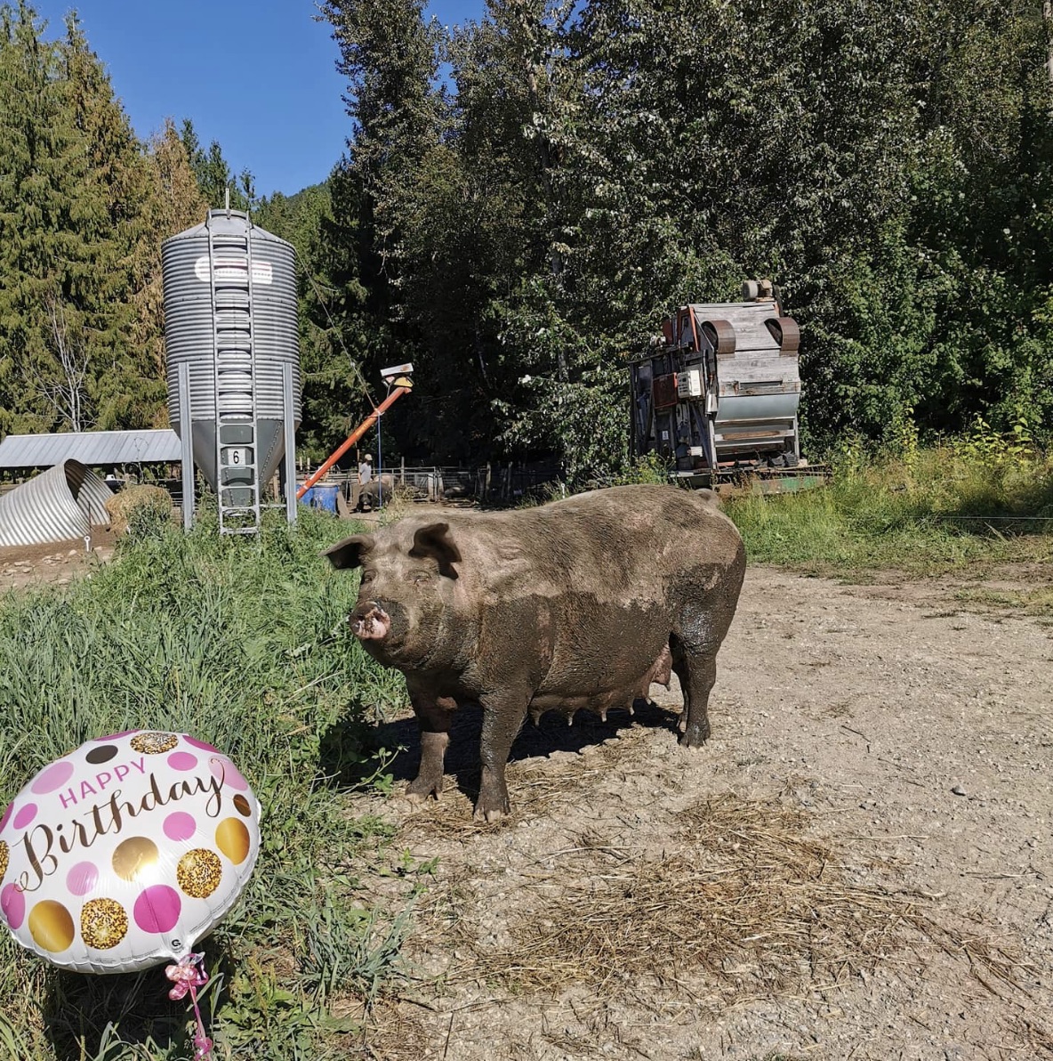 Moving sows, new pasture, and a not-quite birthday
