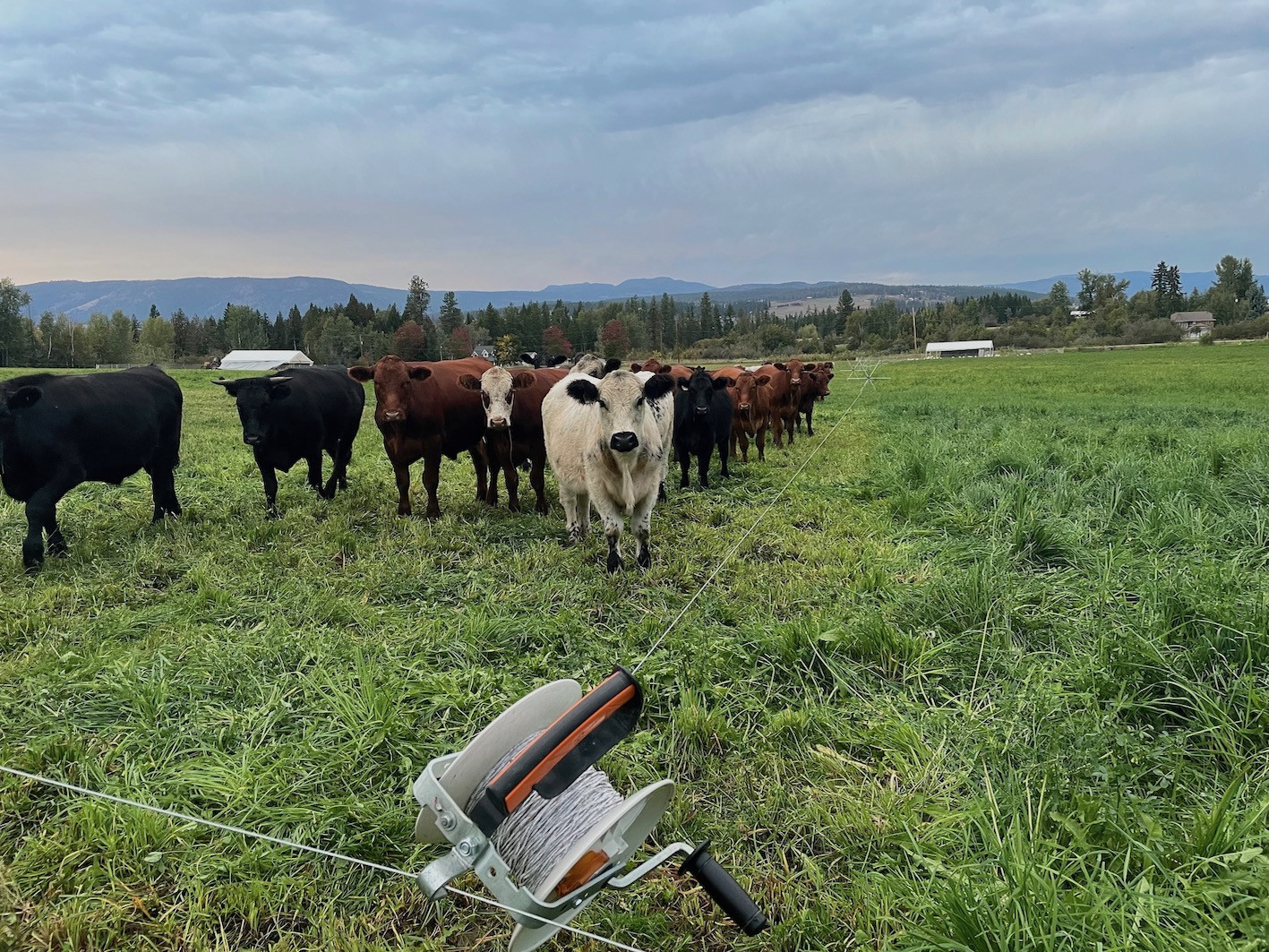 Bill Gallagher, the Inventor of the Electric Fence